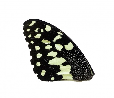 PAPILLIO DEMODOCUS FRONT WING